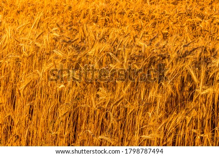 Golden ears of young rye lit by the evening rays of the sun. The concept of agriculture and cultivation of cereals. Close-up.