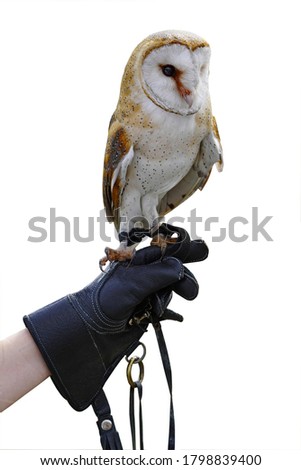 Hand with a leather gloved holding a white owl bird of prey.  Isolated on white background.                        