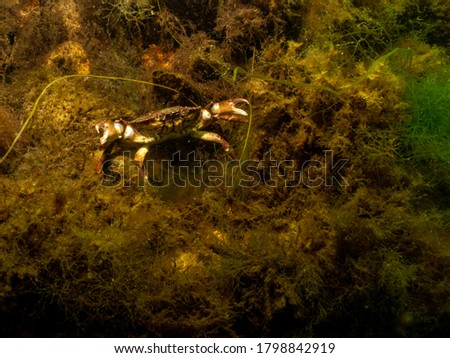 A closeup picture of a crab underwater. Picture from Oresund, Malmo in southern Sweden.