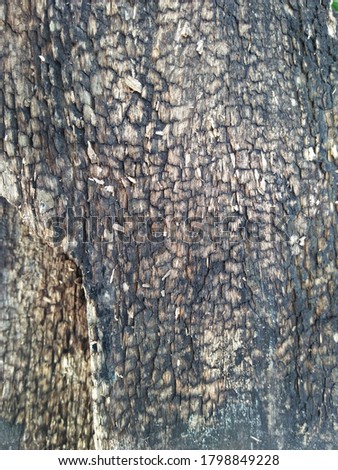 Grunge Vintage Wood Tree Texture, Surface Pattern or Background, selective focus, close up photography