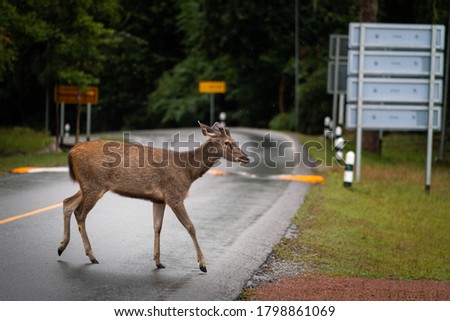 A young deer or antelope is cross walking an asphalt road with natural environment background. Animal and wildlife action photo. Royalty-Free Stock Photo #1798861069
