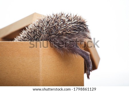 image of hedgehog box white background 