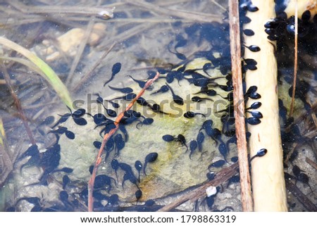 Many small black frog tadpoles swimming in shallow pond.