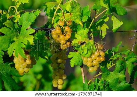 Ripe white grapes growing on vineyards in Campania, South of Italy used for making white wine close up