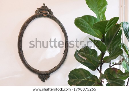 Old bronze frame for a mirror near the rubber plant isolated on a white wall