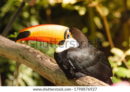 toucan perched on its trunk