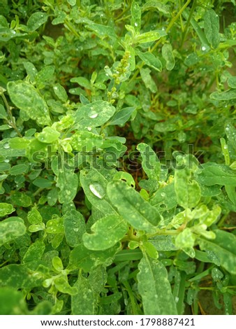 Dew drops on leaves are due to guttation which means loss of water from plants.