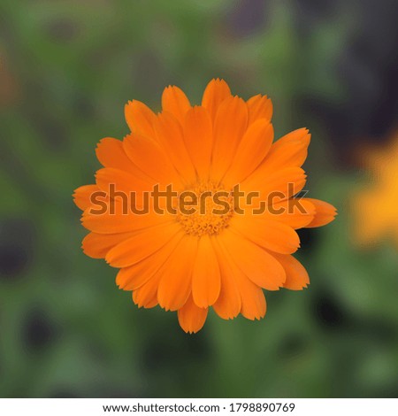 Calendula is a medicinal garden flower similar to the sun