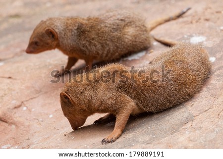 Pair of mongoose on a stone