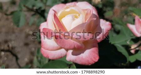 White - pink, half open rose on a green bush, on the lawn (angle).