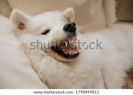 cute dog playing on sofa