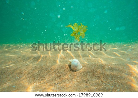 Black Sea rapan in algae walks on the sand, underwater view