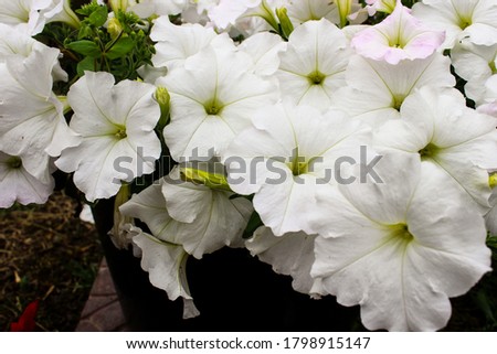 Petunia in the pot. Flowerbed with multicoloured image full of colourful petunia hybrida. Plant flower in the garden. Summer blossom concept. Isolated, close up