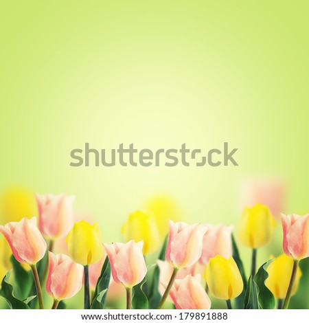 Fresh pink and yellow tulips on green background. Abstract background for design. Spring background.