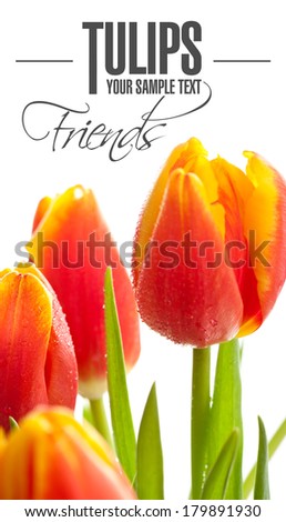 Tulips on the white background - isolated text