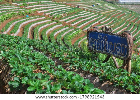 This is a strawberry garden on Doi Ang Khang, Chiang Mai Province. Where villagers wrote a sign saying "We love the King" to commemorate the benevolence of his King.