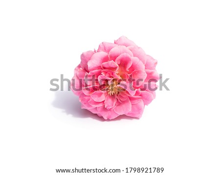 Pink of Rose flower on white background with soft shadow. (Rosa damascena)