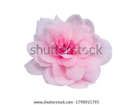 Pink of Damask Rose flower isolate on white background with clipping path. (Scientific name Rosa damascena)