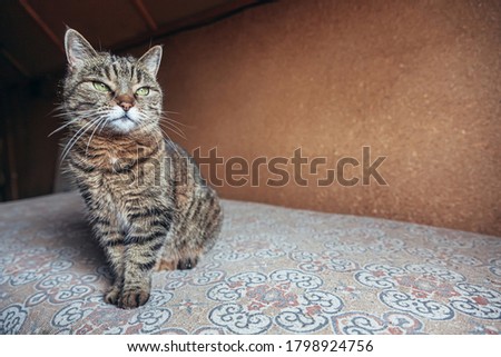 Funny portrait arrogant short-haired domestic tabby cat relaxing at home indoors. Little kitten lovely member of family playing in house. Pet care health and animal concept