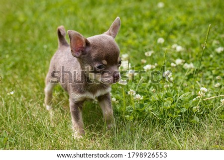 The Chihuahua puppy, the smallest breed of dog, and is named after the Mexican state of Chihuahua.