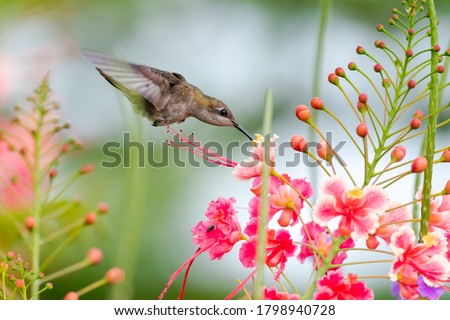 A female Ruby Topaz hummingbird feeding on Pride of Barbados flower. hummingbird in tropical garden. Small tropical bird. Bird with colorful flowers. Hovering hummingbird. Bird in natural surrounding Royalty-Free Stock Photo #1798940728