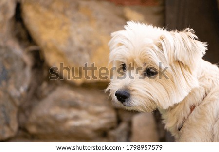 Portrait photo of a dog