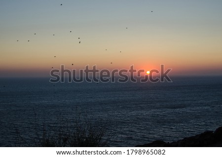 A flock of birds flies in the sunset over Santorini island, Greece