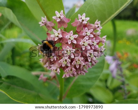 A bee on small pink flowers. Summer in the Park