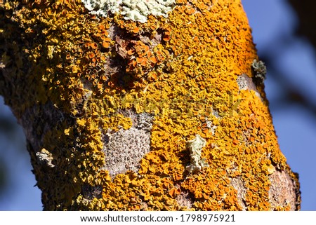 Detail of fungus on the bark of a tree. The bark of trees is often used for placement of plant parasites, including mosses, fungi and lichens. Royalty-Free Stock Photo #1798975921