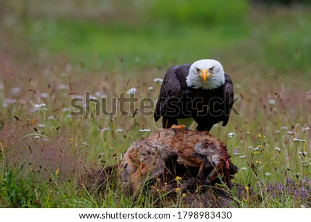 majestic bald eagle / American eagle (Haliaeetus leucocephalus) in a field with summer flowers eating a red fox