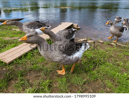 
Domestic geese on the river bank