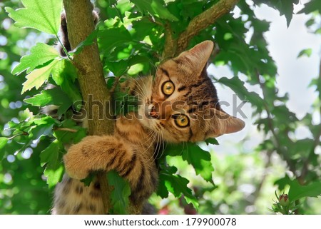 A cute tabby kitten, European Shorthair, is climbing in a tree Royalty-Free Stock Photo #179900078