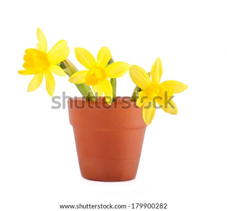 beautiful yellow daffodils in a pot