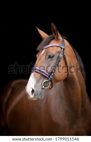 Bay horse portrait isolated on black background
