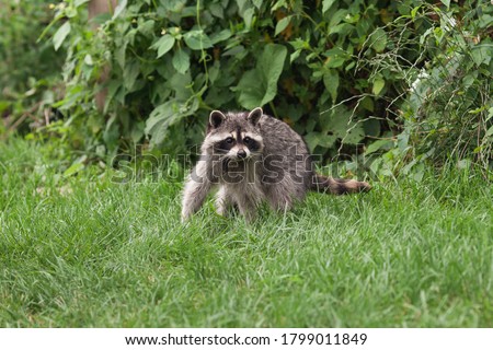 Little raccoon plays in summer green grass