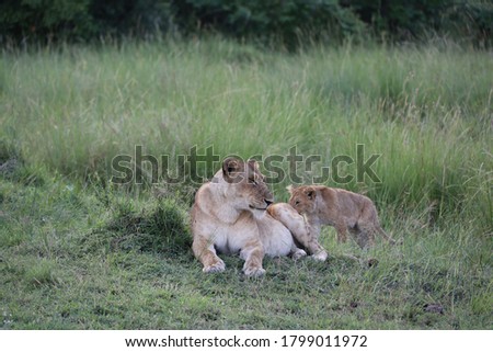 Lioness lying in grass with young cub on African savanna grassland landscape in Kenya, Africa