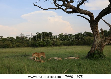 Beautiful scenic view of pride of lions resting under acacia tree on African savanna grasslands in Masai Mara National Reserve, Kenya, Africa 