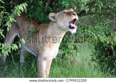Close up photo of beautiful isolated female lion standing under bush yawning after waking up from nap on African Serengeti savanna in Masai Mara National Reserve, Kenya, Africa