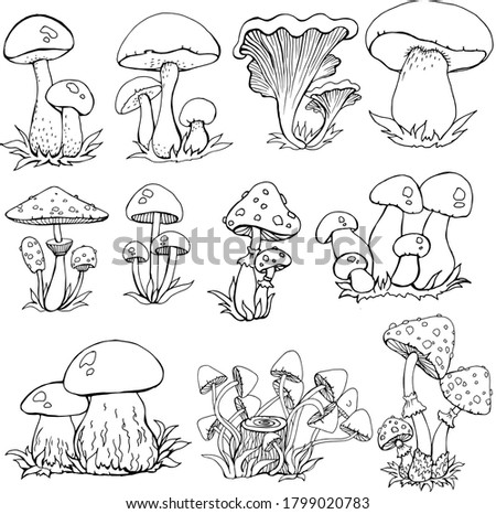 Mushrooms drawing black and white, autumn clip art, coloring for children and adults. A Thanksgiving gift
