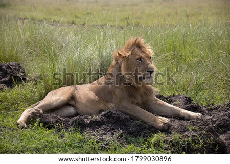 Close up photo of beautiful large male lion side profile lying on grassy plains of African Serengeti savanna in Masai Mara National Reserve, Kenya, Africa