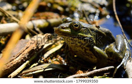 Ranidae, a green frog with large eyes. portrait, close-up. beautiful frog sits in a swamp waiting for prey, side view. animal, amphibian