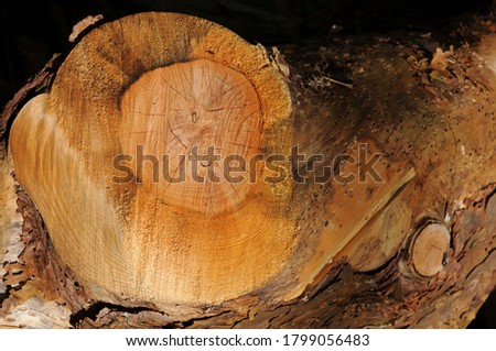 Orangy-brown wood rings on a cut tree trunk
