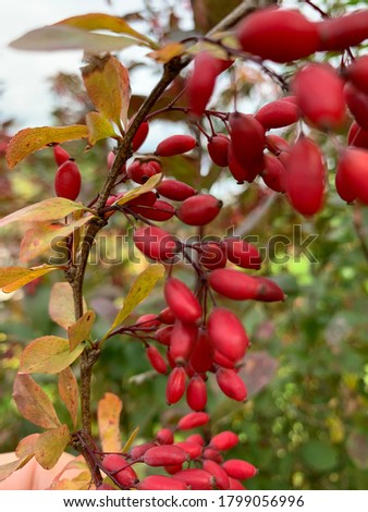 Barberry (Berberis vulgaris, Berberis thunbergii, Latin Berberis Coronita) berries on branch.