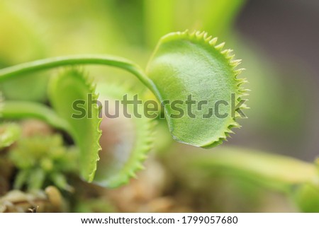 Venus flytrap in the opening