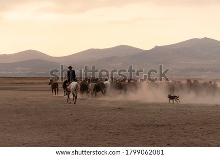 Back view of western cowboy riding horses with in cloud of dust at sunset and hills in background.
