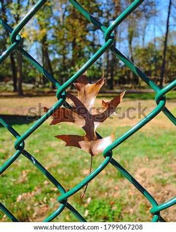 Closeup maple leaf on the fence
