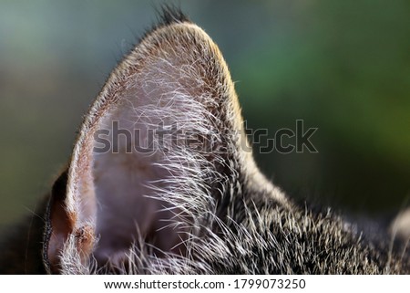 Close up of an ear of a brown-black cat