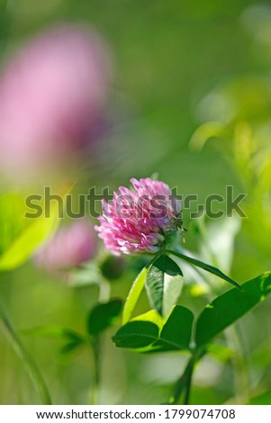 A clover flower in summer