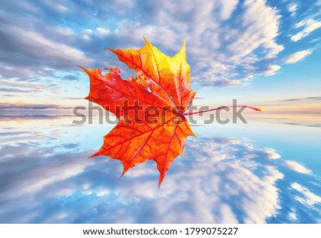 Collage of red autumn maple leaves on kaleidoscope background of dramatic cloudy sky