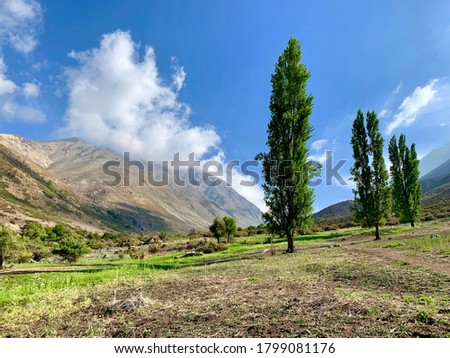 Pines in a valley. Beautiful view of green grass and blue sky